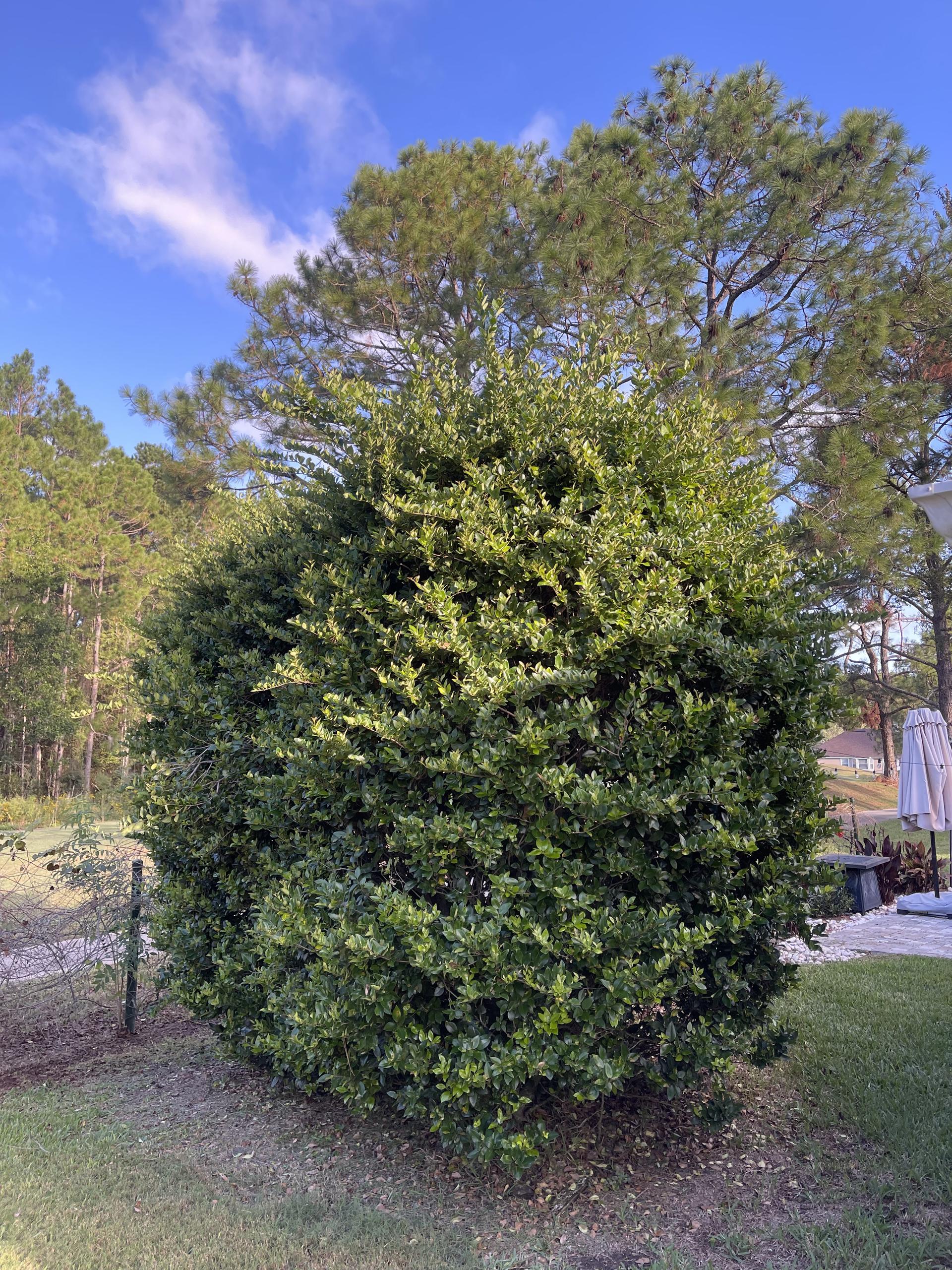 Rounded shrub professionally trimmed