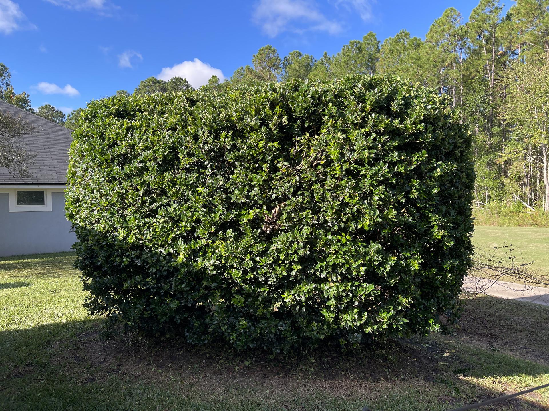 Perfectly trimmed hedge